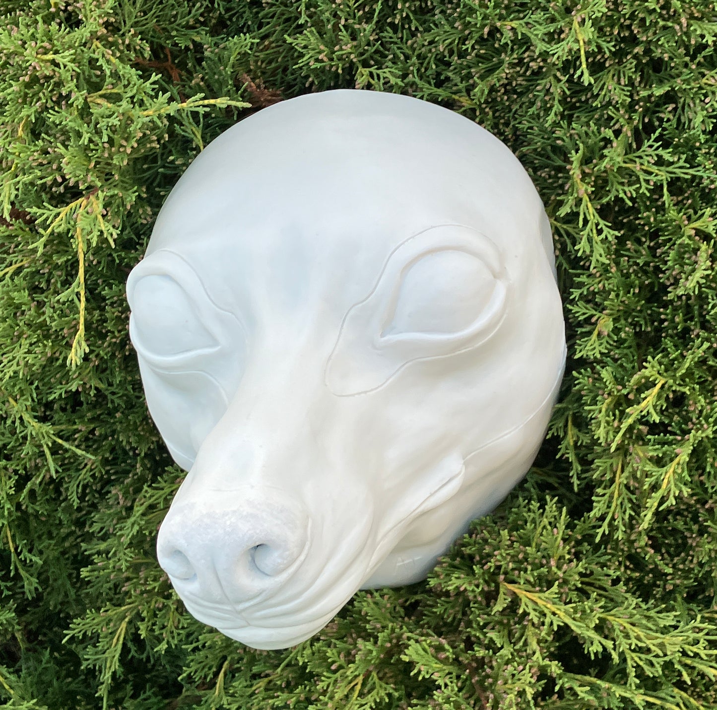 Realistic small canine resin head base / ideal for small domestic dog raccoon dog fennec fox fursuit and cosplay mask
