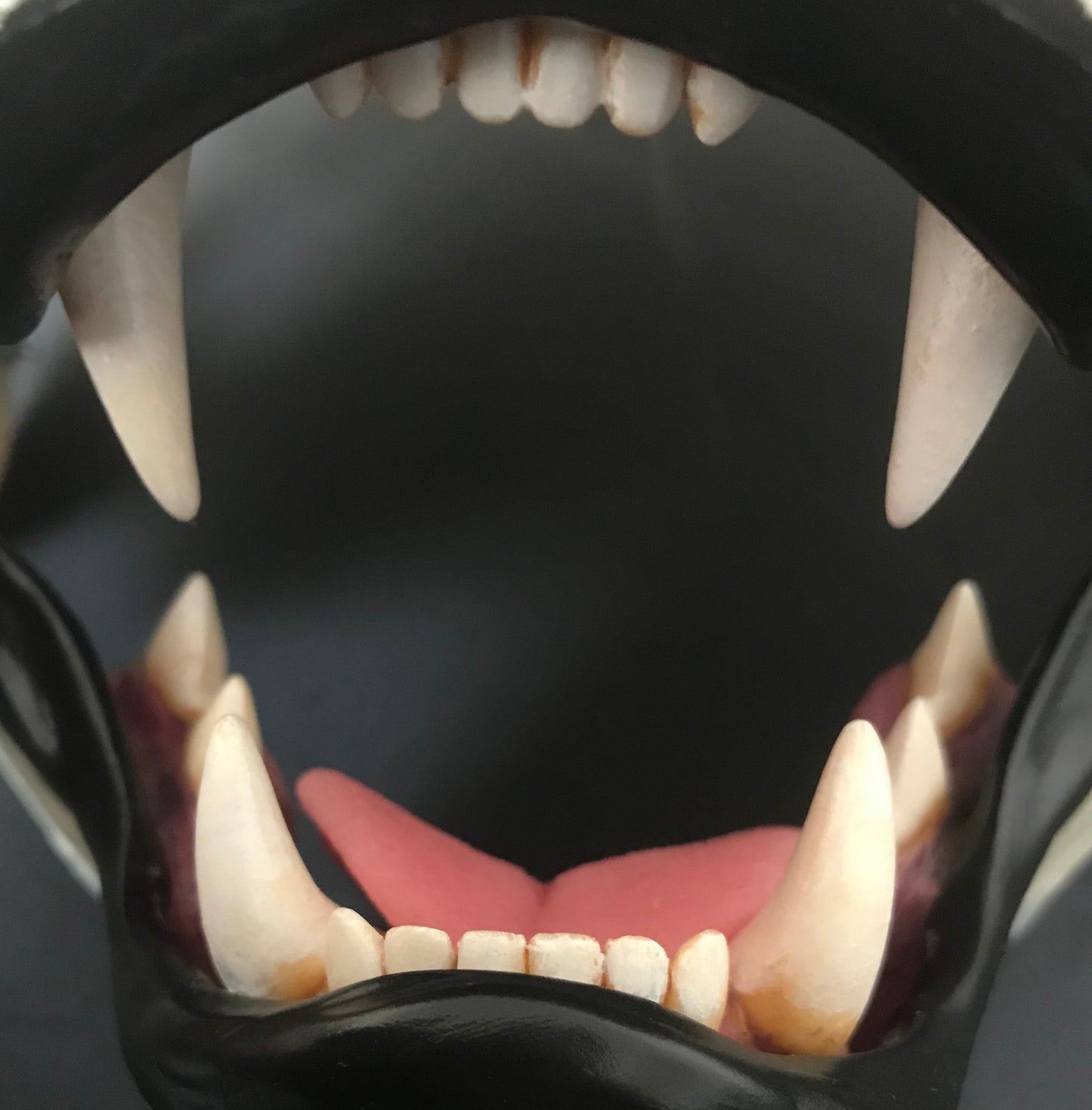 Realistic small feline resin teeth / ideal for domestic cat persian cat lynx khajiit fursuit and cosplay mask