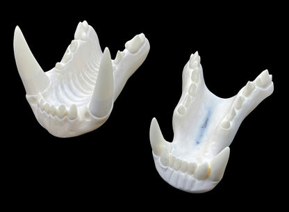 Realistic werewolf resin teeth / also ideal for similar monster fursuit and cosplay mask