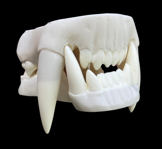 Realistic werewolf resin teeth / also ideal for similar monster fursuit and cosplay mask